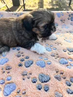Pablo, a male Shih Tzu for sale in Downey, CA – 2 of 4