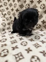 Bluey, a male Shih Tzu for sale in Downey, CA – 2 of 3