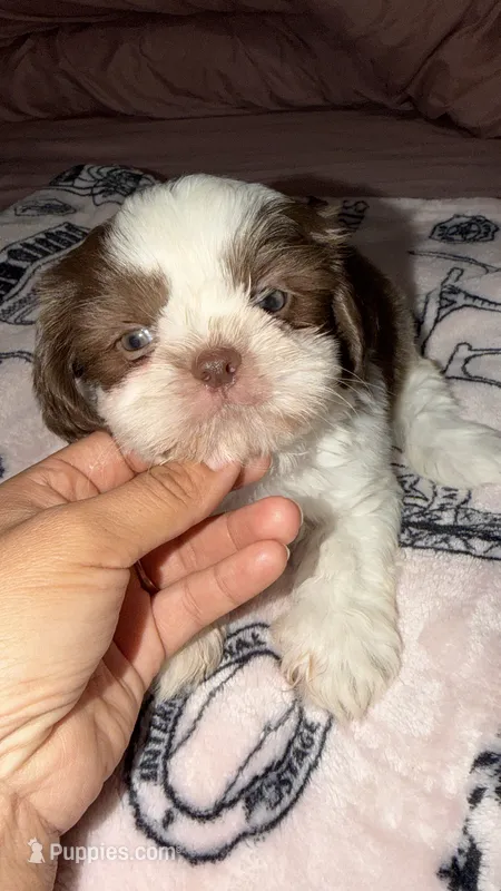 Biscuit – Shih Tzu puppy for sale in Downey, CA