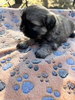 Woody, a male Shih Tzu for sale in Downey, CA – 3 of 4
