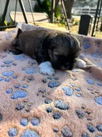 Pablo, a male Shih Tzu for sale in Downey, CA – 4 of 4