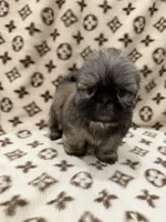 Bruno, a male Shih Tzu for sale in Downey, CA – 2 of 4