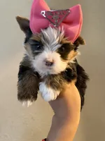 Channel , a female Yorkshire Terrier for sale in Downey, CA – 3 of 4