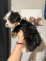 Dior, a female Yorkshire Terrier for sale in Downey, CA – 2 of 3