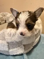 Benji , a male Yorkshire Terrier for sale in Downey, CA – Photo 2 of 2