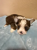 Benji , a male Yorkshire Terrier for sale in Downey, CA – Photo 1 of 2