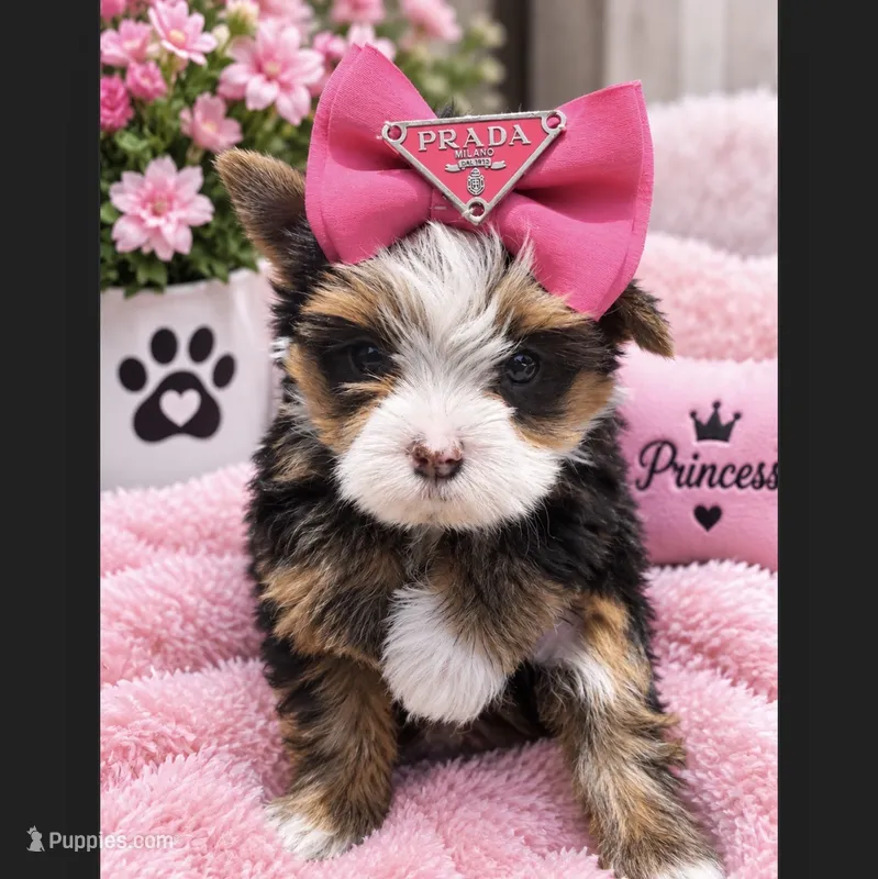 Channel  – Yorkshire Terrier puppy for sale in Downey, CA