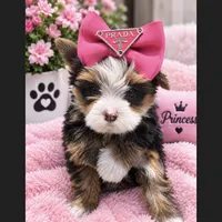Channel , a female Yorkshire Terrier for sale in Downey, CA – 1 of 4