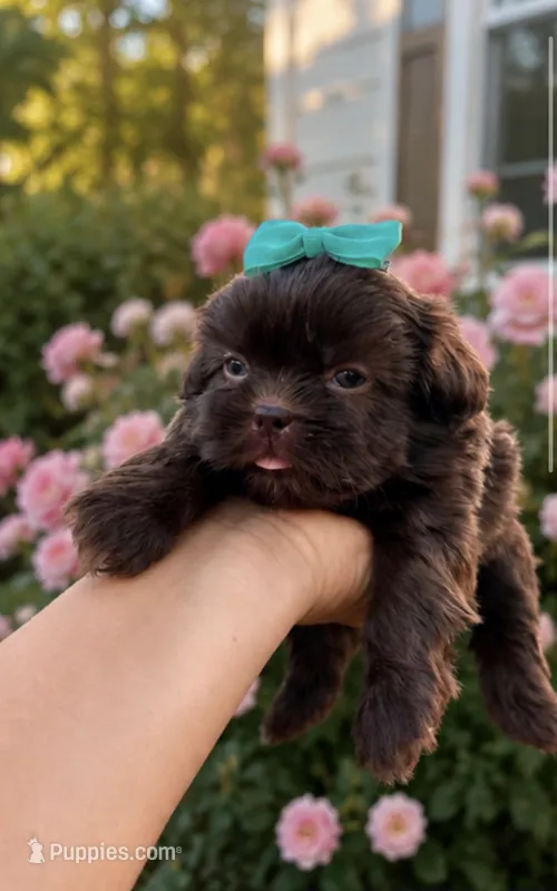 Channel – Shih Tzu puppy for sale in Downey, CA