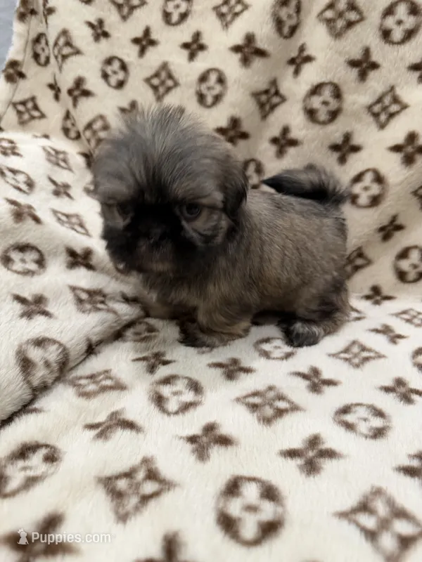 Bruno – Shih Tzu puppy for sale in Downey, CA
