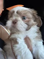 Daisy, a female Shih Tzu for sale in Downey, CA – 2 of 3