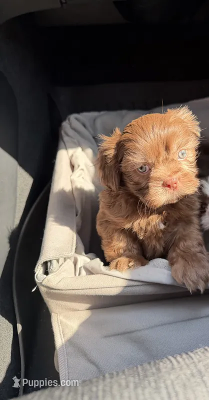 Bruno – Shih Tzu puppy for sale in Downey, CA