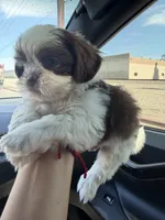 Biscuit, a male Shih Tzu for sale in Downey, CA – 2 of 2