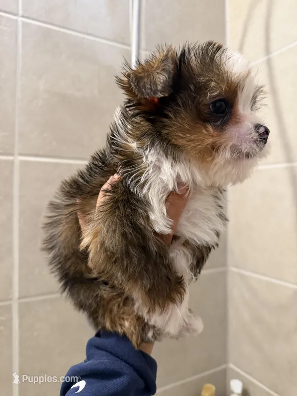 Pluto, a male Yorkshire Terrier for sale in Downey, CA – Photo 1 of 2