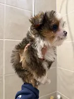 Pluto, a male Yorkshire Terrier for sale in Downey, CA – Photo 1 of 2