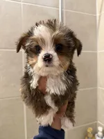 Pluto, a male Yorkshire Terrier for sale in Downey, CA – Photo 2 of 2