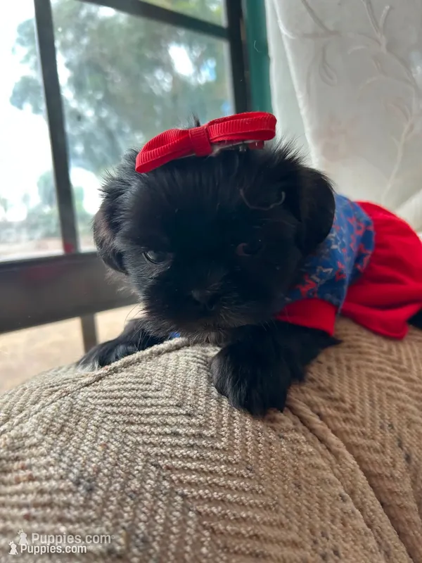 Boba  – Shih Tzu puppy for sale in Downey, CA