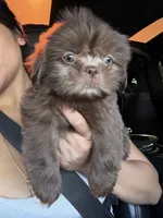 Mateo , a male Shih Tzu for sale in Downey, CA – 1 of 3