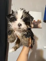 Dior, a female Yorkshire Terrier for sale in Downey, CA – 1 of 3