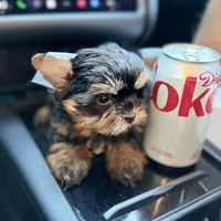 Charlie , a male Yorkshire Terrier for sale in Downey, CA – Photo 1 of 2