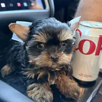 Charlie , a male Yorkshire Terrier for sale in Downey, CA – Photo 2 of 2