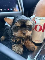 Charlie , a male Yorkshire Terrier for sale in Downey, CA – Photo 2 of 2