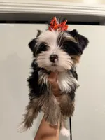 Snoh , a female Yorkshire Terrier for sale in Downey, CA – 1 of 2