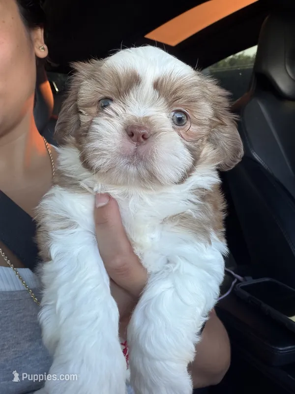 Daisy – Shih Tzu puppy for sale in Downey, CA