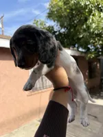 Luka , a male Dachshund for sale in Downey, CA – Photo 2 of 2