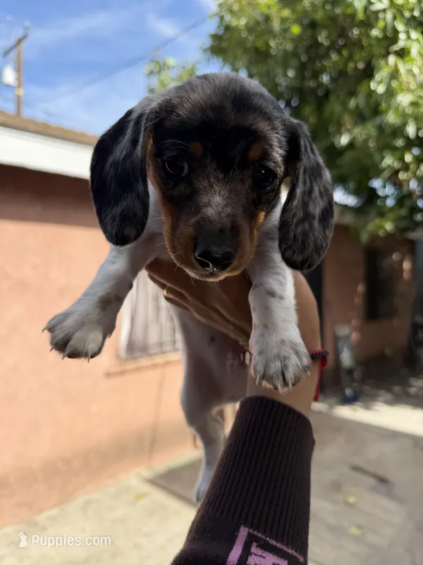 Luka  – Dachshund puppy for sale in Downey, CA
