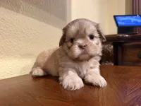 Mufasa , a male Shih Tzu for sale in Downey, CA – 1 of 2