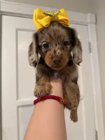 Bella , a female Dachshund for sale in Downey, CA – 2 of 4