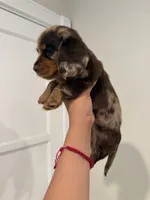 Nala, a female Dachshund for sale in Downey, CA – 2 of 2