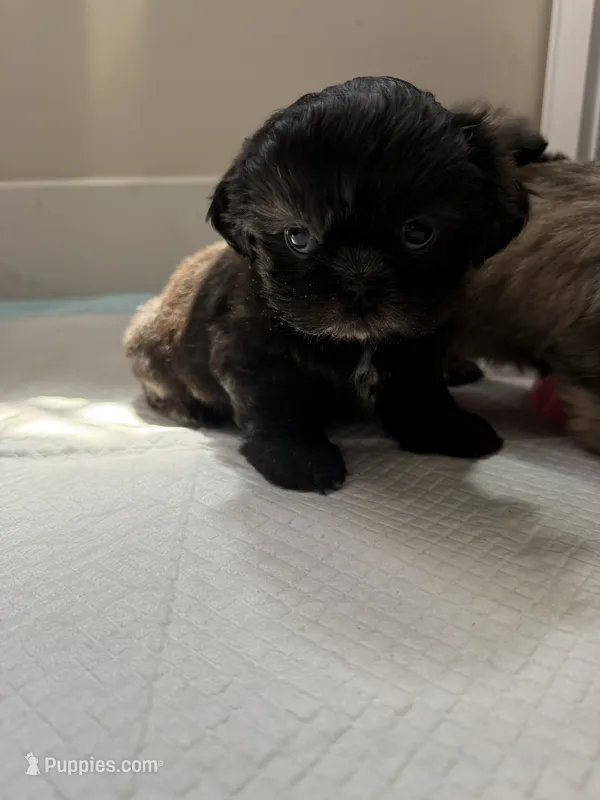 Bella – Shih Tzu puppy for sale in Downey, CA