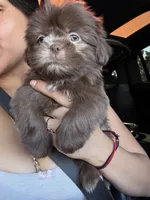 Nala, a female Shih Tzu for sale in Downey, CA – 3 of 3