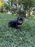 Panther , a male Yorkshire Terrier for sale in Downey, CA – Photo 3 of 3