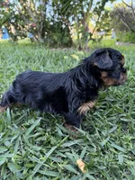 Panther , a male Yorkshire Terrier for sale in Downey, CA – Photo 2 of 3