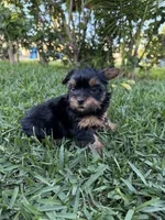 Panther , a male Yorkshire Terrier for sale in Downey, CA – Photo 1 of 3