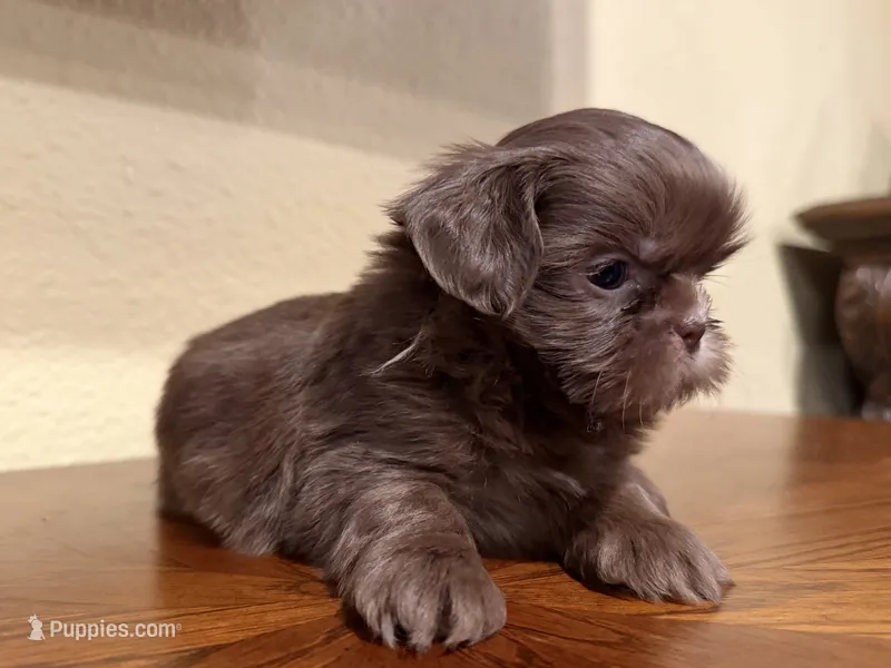 Chewbacca , a female Shih Tzu for sale in Downey, CA – 1 of 3