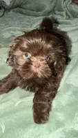 Bella, a female Shih Tzu for sale in Downey, CA – Photo 2 of 2