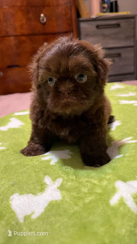 Bella – Shih Tzu puppy for sale in Downey, CA