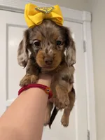 Bella , a female Dachshund for sale in Downey, CA – 3 of 4
