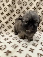 Bruno, a male Shih Tzu for sale in Downey, CA – 3 of 4
