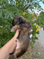 Charlie , a male Shih Tzu for sale in Downey, CA – 4 of 4