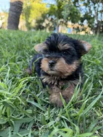 Panther , a male Yorkshire Terrier for sale in Downey, CA – Photo 3 of 4