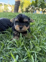 Panther , a male Yorkshire Terrier for sale in Downey, CA – Photo 4 of 4