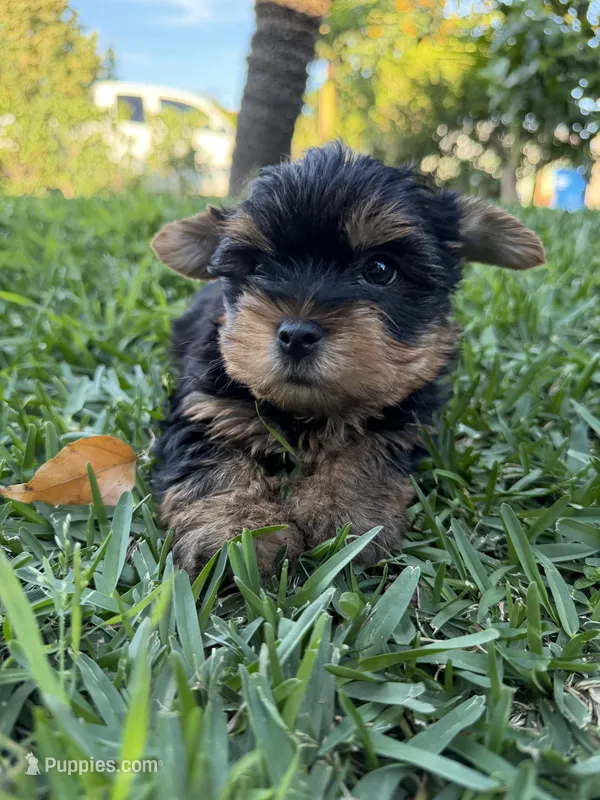 Panther  – Yorkshire Terrier puppy for sale in Downey, CA