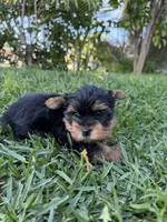 Panther , a male Yorkshire Terrier for sale in Downey, CA – Photo 2 of 4