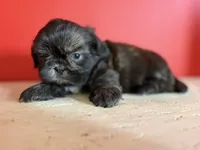 Osito, a male Shih Tzu for sale in Downey, CA – 4 of 4
