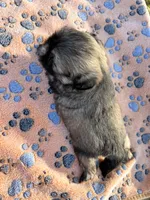 Woody, a male Shih Tzu for sale in Downey, CA – 4 of 4